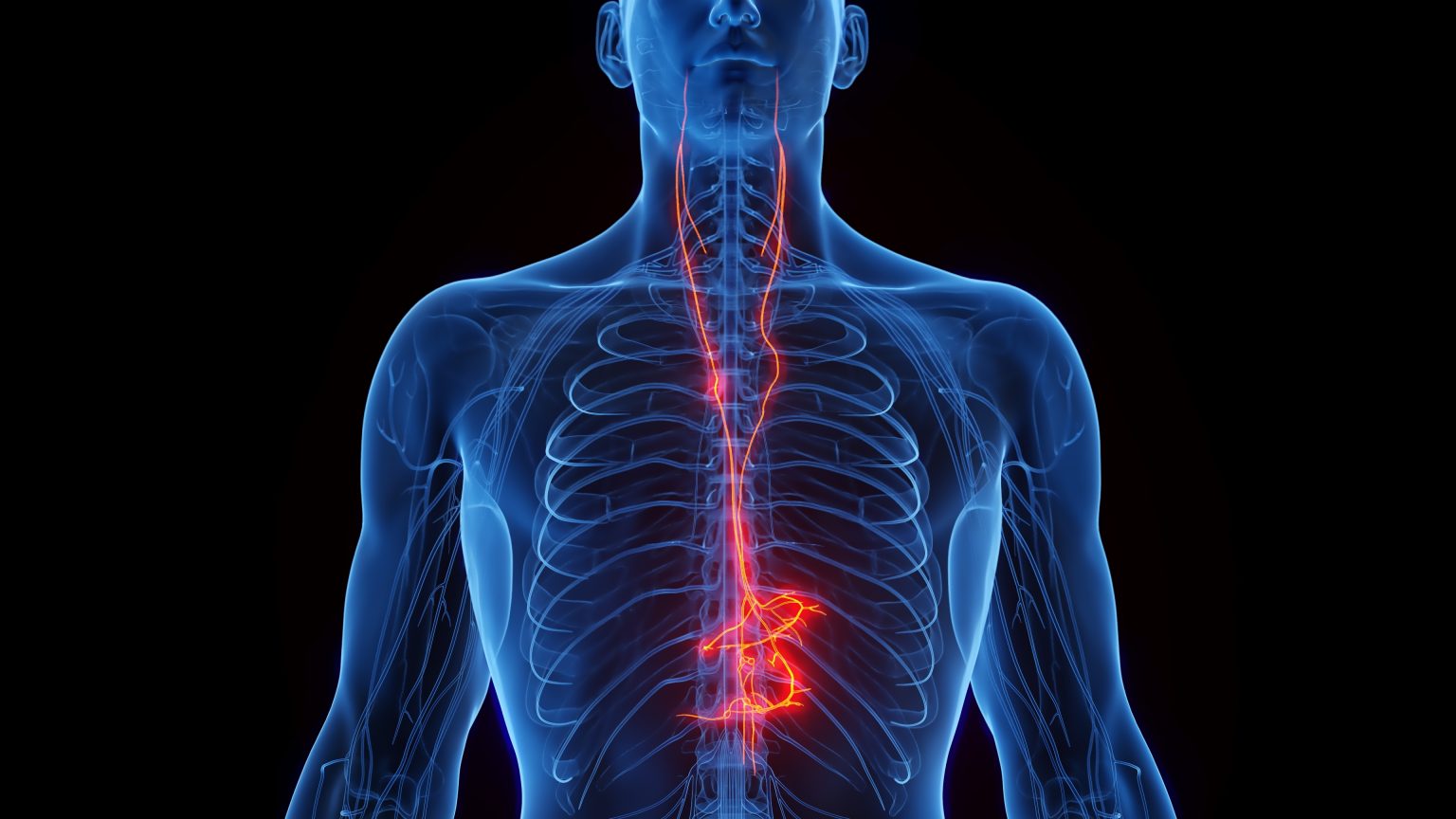 The Vagus Nerve: Your Body's "Rest and Digest" Pathway – Supported by a Multidisciplinary Approach at Falcon Health